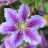 Clematis ´Piilu´