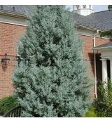 Cupressus Arizonica 'Fastigiata Glauca'