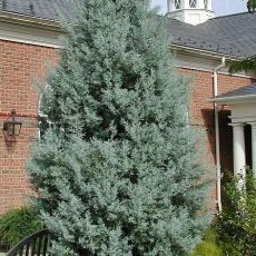 Cupressus Arizonica 'Fastigiata Glauca'