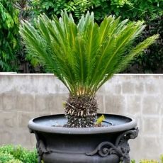 Cycas revoluta