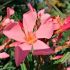 Nerium oleander ´Rosa albicocca´