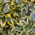 Elaeagnus x Ebbingei ´Gilt Edge´