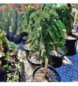 Juniperus hor. ´Prince of Wales´ na kmienku 30L / KM 60-70 cm