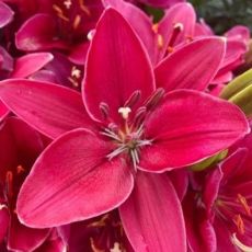 Lilium a. ´FantAsiatic Raspberry´