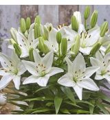 Lilium a. ´FantAsiatic White´