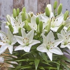 Lilium a. ´FantAsiatic White´