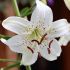 Lilium a. ´FantAsiatic White´