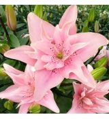 Lilium ´Elodie´