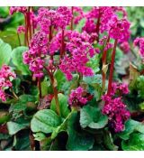 Bergenia cordifolia ´Rotblum´