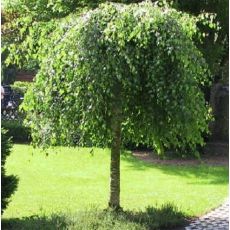 Betula pendula ´Youngii´