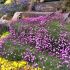 Dianthus gratianopolitanus