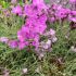 Dianthus gratianopolitanus