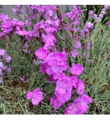 Dianthus gratianopolitanus