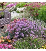 Verbena bonariensis