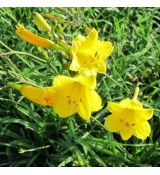 Hemerocallis 'Bitsy´