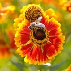 Helenium ´Biedermeier´