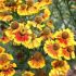 Helenium ´Biedermeier´