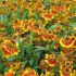 Helenium ´Biedermeier´