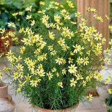 Coreopsis verticillata ´Moonbeam´