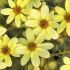 Coreopsis verticillata ´Moonbeam´