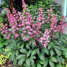 Rodgersia ´Bronze Peacock´