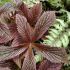 Rodgersia ´Bronze Peacock´