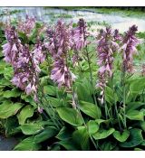 Hosta fortunei ´Hyacinthina´