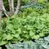 Hosta 'Guacamole´