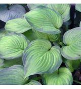 Hosta 'Guacamole´