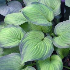 Hosta 'Guacamole´