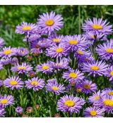 Aster alpinus ´Violet´