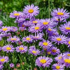 Aster alpinus ´Violet´