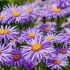 Aster alpinus ´Violet´