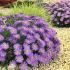 Aster alpinus ´Violet´