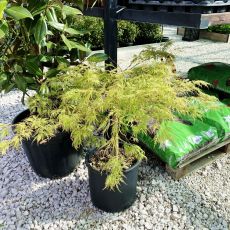 Acer palmatum dissectum ´Viridis´ na kmienku