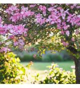 Cornus florida ´Rubra´