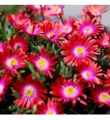 Delosperma ´Jewel of Desert Garnet´ Ⓡ