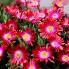 Delosperma ´Jewel of Desert Garnet´ Ⓡ