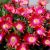 Delosperma ´Jewel of Desert Garnet´ Ⓡ