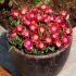 Delosperma ´Jewel of Desert Garnet´ Ⓡ