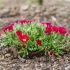 Delosperma ´Jewel of Desert Garnet´ Ⓡ