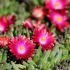 Delosperma ´Jewel of Desert Garnet´ Ⓡ