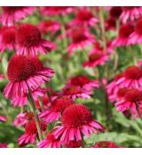 Echinacea purp.´Delicious Candy´ Ⓡ