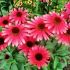 Echinacea purp.´Red Pearl´ Ⓡ