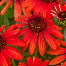 Echinacea purp.´Red Pearl´ Ⓡ