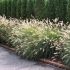 Pennisetum alopecuroides ´Hammeln´