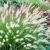 Pennisetum alopecuroides ´Hammeln´