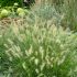 Pennisetum alopecuroides ´Hammeln´