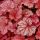 Heuchera 'Berry Smoothie' ®