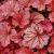 Heuchera 'Berry Smoothie' ®